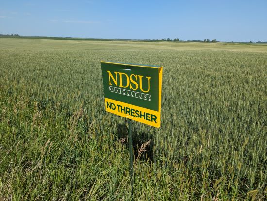ND Thresher wheat field